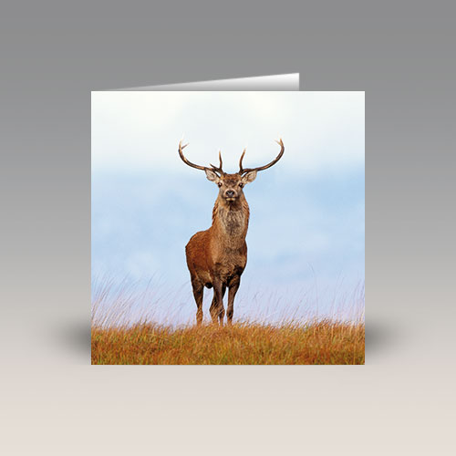 Card: 'Red Deer Stag' by Laurie Campbell