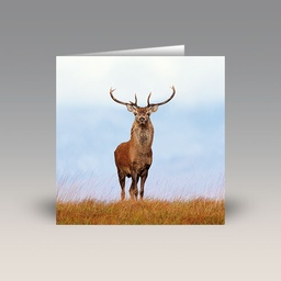 Card: 'Red Deer Stag' by Laurie Campbell